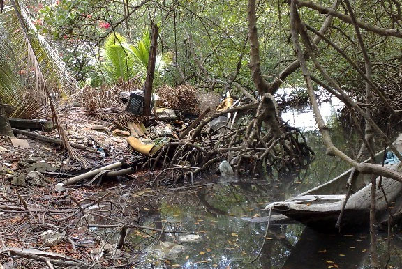 mangue destruído