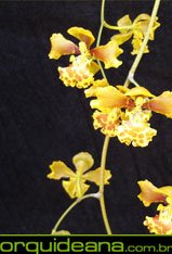 fotos de orqu&iacute;deas