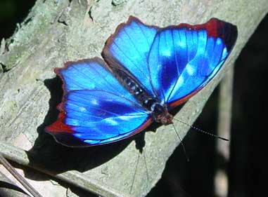 borboleta