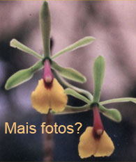 fotos de orquídeas