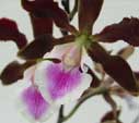 Fotos de orquídeas