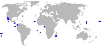 Tubarão de Galápagos