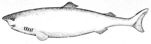 Tubarão da Groenlândia