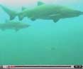 Videos de Tubarões