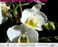 orquídea abrindo sua flor